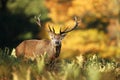 Red Deer standing in the ferns against colorful trees Royalty Free Stock Photo