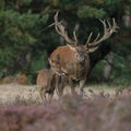 Red deer in nice sunlight during mating season Royalty Free Stock Photo