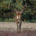 Red deer in nice sunlight during mating season Royalty Free Stock Photo