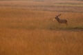 Red deer in nice sunlight during mating season Royalty Free Stock Photo