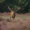 Red deer in nice sunlight during mating season Royalty Free Stock Photo