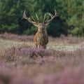 Red deer in nice sunlight during mating season Royalty Free Stock Photo