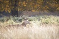 Red deer standing under a tree during rutting season at dawn Royalty Free Stock Photo