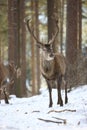 Red deer standing in winter snow, Germany Royalty Free Stock Photo