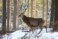 Red deer standing in winter snow, Germany Royalty Free Stock Photo