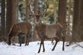 Red deer standing in winter snow, Germany Royalty Free Stock Photo
