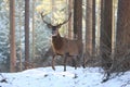 Red deer standing in winter snow, Germany Royalty Free Stock Photo