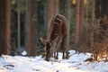 Red deer standing in winter snow, Germany Royalty Free Stock Photo