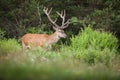 Red deer standing in woodland in springtime nature