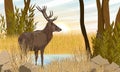 A red deer stands in dry grass on the river bank. Noble deer Cervus elaphus in the wild in autumn.