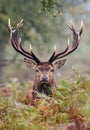 Red Deer staring over the bracken in the Countryside