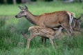 Red deer suckle her calf Royalty Free Stock Photo