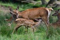 Red deer suckle her calf Royalty Free Stock Photo