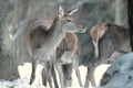 Red deer take a rest in the evenig Royalty Free Stock Photo