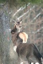 Red deer take a rest in the evenig Royalty Free Stock Photo