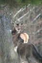 Red deer take a rest in the evenig Royalty Free Stock Photo