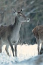 Red deer take a rest in the evenig Royalty Free Stock Photo