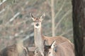 Red deer take a rest in the evenig Royalty Free Stock Photo
