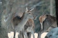 Red deer take a rest in the evenig Royalty Free Stock Photo