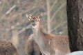 Red deer take a rest in the evenig Royalty Free Stock Photo