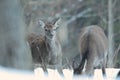 Red deer take a rest in the evenig Royalty Free Stock Photo