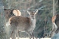 Red deer take a rest in the evenig Royalty Free Stock Photo