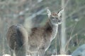 Red deer take a rest in the evenig Royalty Free Stock Photo