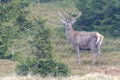 Red deer take a rest in the evenig Royalty Free Stock Photo