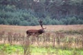 Red deer in the Veluwe Royalty Free Stock Photo