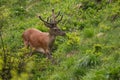 Red deer with velvet antlers walking on greenery steep