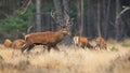 Red deer walking on dry field with herd in background Royalty Free Stock Photo