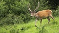 Red deer walking on green wilderness in springtime