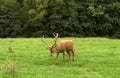 Red deer walking in the meadow Royalty Free Stock Photo