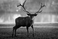 Red deer walking in the meadow Royalty Free Stock Photo