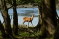 Red deer walking in the meadow. Royalty Free Stock Photo