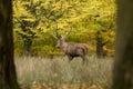 Red deer walking in the meadow Royalty Free Stock Photo