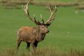 Red deer walking in the meadow Royalty Free Stock Photo