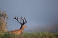 Red deer walking on meadow Royalty Free Stock Photo