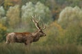 Red deer walking in the meadow during the rut Royalty Free Stock Photo
