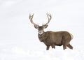 Red deer walking through the snow