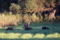 Red deer and wild boar on meadow Royalty Free Stock Photo