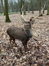 A red deer in Wildpark Gangelt