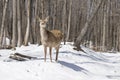 A red deer in a winter scene Royalty Free Stock Photo