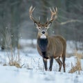 Winter photo of a red deer in a winter snowy forest. Doe standing on meadow in winter nature Royalty Free Stock Photo