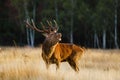 Red deer (Cervus elaphus) stag bellowing during rutting season