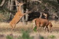 Red deer young male and female Cervus elaphus playing in rutting season Royalty Free Stock Photo