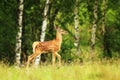 Red deer youngster in a glade