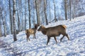 Red deers female in a pasture in winter