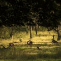 Red deers like in a fairytale