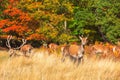 Red Deers in Richmond Park Royalty Free Stock Photo